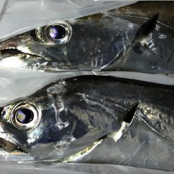 焼津港　連日太刀魚釣果